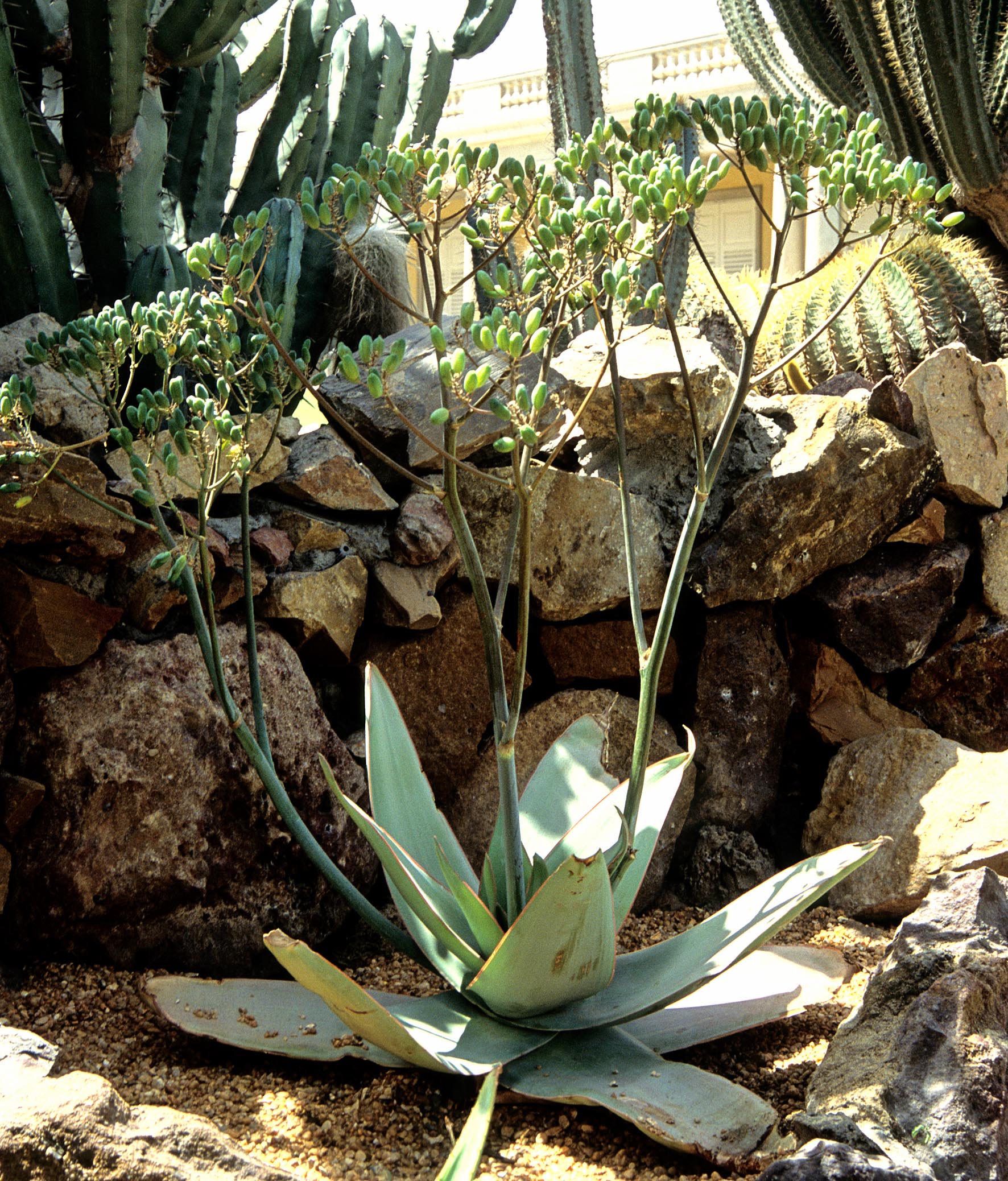 aloe striata